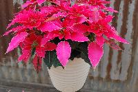 Luv U™ Poinsettia Euphorbia hybrid Hot Pink -- New from DÜMMEN ORANGE as seen @ Barrel House Brewery, Spring Trials 2016.