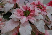 Luv U™ Poinsettia Euphorbia hybrid Soft Pink -- New from DÜMMEN ORANGE as seen @ Barrel House Brewery, Spring Trials 2016.