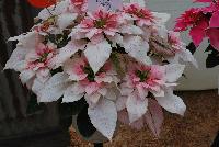 Luv U™ Poinsettia Euphorbia hybrid Soft Pink -- New from DÜMMEN ORANGE as seen @ Barrel House Brewery, Spring Trials 2016.