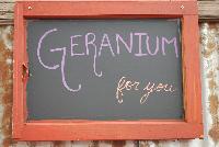  Geranium  -- Geranums for you from DÜMMEN ORANGE as seen @ Barrel House Brewery, Spring Trials 2016.