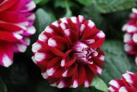 StarSister™ Dahlia Crimson Stripes -- New from DÜMMEN ORANGE as seen @ Barrel House Brewery, Spring Trials 2016.