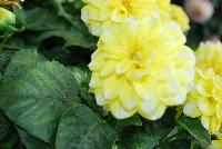 StarSister™ Dahlia Yellow Stripes -- New from DÜMMEN ORANGE as seen @ Barrel House Brewery, Spring Trials 2016.