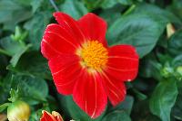 StarSister™ Dahlia Single Fire -- New from DÜMMEN ORANGE as seen @ Barrel House Brewery, Spring Trials 2016.