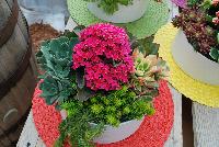   -- Succulents of all shapes, sizes, and colors, from DÜMMEN ORANGE as seen @ Barrel House Brewery, Spring Trials 2016.  Here seen with a Kalanchoe centerpiece.