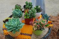   -- Succulents of all shapes, sizes, and colors, from DÜMMEN ORANGE as seen @ Barrel House Brewery, Spring Trials 2016.