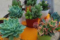   -- Succulents of all shapes, sizes, and colors, from DÜMMEN ORANGE as seen @ Barrel House Brewery, Spring Trials 2016.