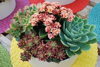   -- Succulents of all shapes, sizes, and colors, from DÜMMEN ORANGE as seen @ Barrel House Brewery, Spring Trials 2016.  Here seen with a Kalanchoe centerpiece.