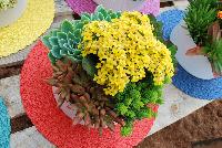   -- Succulents of all shapes, sizes, and colors, from DÜMMEN ORANGE as seen @ Barrel House Brewery, Spring Trials 2016.  Here seen with a Kalanchoe centerpiece.