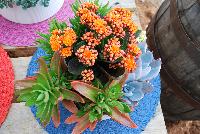   -- Succulents of all shapes, sizes, and colors, from DÜMMEN ORANGE as seen @ Barrel House Brewery, Spring Trials 2016.  Here seen with a Kalanchoe centerpiece.
