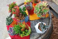   -- Succulents of all shapes, sizes, and colors, from DÜMMEN ORANGE as seen @ Barrel House Brewery, Spring Trials 2016.