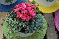   -- Succulents of all shapes, sizes, and colors, from DÜMMEN ORANGE as seen @ Barrel House Brewery, Spring Trials 2016.  Here seen with a Kalanchoe centerpiece.