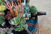   -- Succulents of all shapes, sizes, and colors, from DÜMMEN ORANGE as seen @ Barrel House Brewery, Spring Trials 2016.