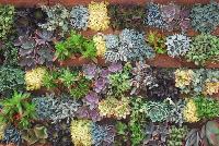   -- Succulents of all shapes, sizes, and colors, from DÜMMEN ORANGE as seen @ Barrel House Brewery, Spring Trials 2016.