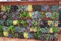   -- Succulents of all shapes, sizes, and colors, from DÜMMEN ORANGE as seen @ Barrel House Brewery, Spring Trials 2016.