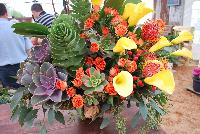   -- Succulents of all shapes, sizes, and colors, from DÜMMEN ORANGE as seen @ Barrel House Brewery, Spring Trials 2016.  Here seen with Calla Lilies and Cut Roses in a most impressive arrangement.