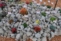   -- Succulents of all shapes, sizes, and colors, from DÜMMEN ORANGE as seen @ Barrel House Brewery, Spring Trials 2016.  Here seen with Kalanchoe in a rock wall display.