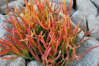  Euphorbia tirucalli Firesticks -- New from DÜMMEN ORANGE as seen @ Barrel House Brewery, Spring Trials 2016.