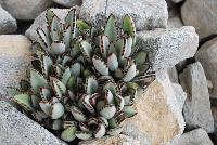  Kalanchoe tomentosa Silver Panda -- New from DÜMMEN ORANGE as seen @ Barrel House Brewery, Spring Trials 2016.