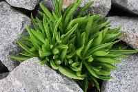  Peperomia ferreyrae String Beans -- New from DÜMMEN ORANGE as seen @ Barrel House Brewery, Spring Trials 2016.