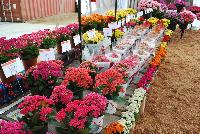  Kalanchoe  -- A full display of Kalanchoe from DÜMMEN ORANGE as seen @ Barrel House Brewery, Spring Trials 2016.