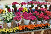  Kalanchoe  -- A full display of Kalanchoe from DÜMMEN ORANGE as seen @ Barrel House Brewery, Spring Trials 2016.