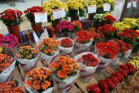  Kalanchoe  -- A full display of Kalanchoe from DÜMMEN ORANGE as seen @ Barrel House Brewery, Spring Trials 2016.