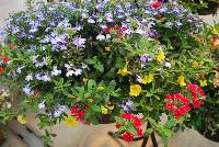  COMBO Summer Beauty -- A new combination idea from WestFlowers @ Floricultura, Spring Trials, 2016, featuring: Estrella™ Verbena 'Red', Celebration® Calibrachoa “Banana' and HOT® Lobelia 'Tiger'.  Great for 6-inch to gallon containers, as well as hanging baskets.