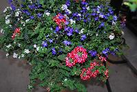  COMBO Summer Breeze -- A new combination idea from WestFlowers @ Floricultura, Spring Trials, 2016, featuring: Voodoo® Verbena 'Red Star', Epic® Sutera “White' and HOT® Lobelia 'Royal Blue'.  Great for 6-inch to gallon containers, as well as hanging baskets.