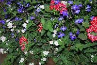  COMBO Summer Breeze -- A new combination idea from WestFlowers @ Floricultura, Spring Trials, 2016, featuring: Voodoo® Verbena 'Red Star', Epic® Sutera “White' and HOT® Lobelia 'Royal Blue'.  Great for 6-inch to gallon containers, as well as hanging baskets.