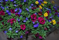  COMBO Patio Partytime -- A new combination idea from WestFlowers @ Floricultura, Spring Trials, 2016, featuring: Giant® Bidens 'Golden Eye', CaliBasket® Calibrachoa “Sangria' and Star® Lobelia 'Blue Star'.  Great for 6-inch to gallon containers, as well as hanging baskets.