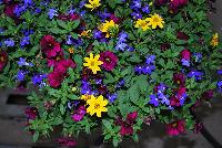  COMBO Patio Partytime -- A new combination idea from WestFlowers @ Floricultura, Spring Trials, 2016, featuring: Giant® Bidens 'Golden Eye', CaliBasket® Calibrachoa “Sangria' and Star® Lobelia 'Blue Star'.  Great for 6-inch to gallon containers, as well as hanging baskets.