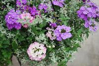  COMBO Color Me Softly -- A new combination idea from WestFlowers @ Floricultura, Spring Trials, 2016, featuring: Estrella Upright™ Verbena 'Blueberry' and 'Pink Ballet' along with Helichrysum 'Silverstar'.
