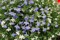  COMBO Snow Flurries -- A new combination idea from WestFlowers @ Floricultura, Spring Trials, 2016, featuring HOT® Lobelia 'Snow White' and 'Waterblue'.  Great for 6-inch to gallon containers, as well as hanging baskets.