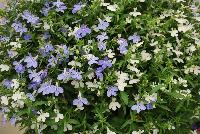  COMBO Snow Flurries -- A new combination idea from WestFlowers @ Floricultura, Spring Trials, 2016, featuring HOT® Lobelia 'Snow White' and 'Waterblue'.  Great for 6-inch to gallon containers, as well as hanging baskets.