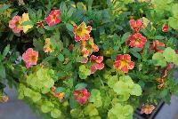  COMBO Key West -- A new combination idea from WestFlowers @ Floricultura, Spring Trials, 2016, featuring Chameleon® Calibrachoa 'Sunshine Berry' and Lysimachia 'KARAT'.  Great for 6-inch to gallon containers, as well as hanging baskets.