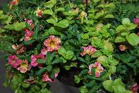  COMBO Key West -- A new combination idea from WestFlowers @ Floricultura, Spring Trials, 2016, featuring Chameleon® Calibrachoa 'Sunshine Berry' and Lysimachia 'KARAT'.  Great for 6-inch to gallon containers, as well as hanging baskets.