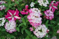  COMBO Cute as a Button -- A new combination idea from WestFlowers @ Floricultura, Spring Trials, 2016, featuring Crazytunia® Petunia 'Pink Frills', Epic® Sutera 'White' and Estrella® Verbena  'Pink Ballet'.  Great for 6-inch to gallon containers, as well as hanging baskets.