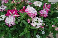  COMBO Cute as a Button -- A new combination idea from WestFlowers @ Floricultura, Spring Trials, 2016, featuring Crazytunia® Petunia 'Pink Frills', Epic® Sutera 'White' and Estrella® Verbena  'Pink Ballet'.  Great for 6-inch to gallon containers, as well as hanging baskets.