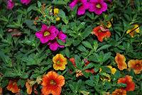  COMBO Hawaiian Tones -- A new combination idea from WestFlowers @ Floricultura, Spring Trials, 2016, featuring Calitastic® Calibrachoa 'Pumpkin Spice' and 'Mango along with CaliBasket® Calibrachoa 'Sangria'. Great for 6-inch to gallon containers, as well as hanging baskets.