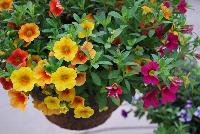  COMBO Hawaiian Tones -- A new combination idea from WestFlowers @ Floricultura, Spring Trials, 2016, featuring Calitastic® Calibrachoa 'Pumpkin Spice' and 'Mango along with CaliBasket® Calibrachoa 'Sangria'. Great for 6-inch to gallon containers, as well as hanging baskets.