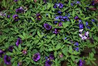  COMBO Blue My Mind -- A new combination idea from WestFlowers @ Floricultura, Spring Trials, 2016, featuring CaliBasket® Calibrachoa 'Midnight', Star® Lobelia 'Deep Blue Star' and Hurricane® Verbena 'Blue'. Great for 6-inch to gallon containers, as well as hanging baskets.