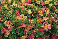 Chameleon® Calibrachoa Sunshine Berry -- New from Westflowers @ Floricultura, Spring Trials, 2016.  Breeding by Westhoff.  Great for quart, six-inch, gallon and hanging basket containers.