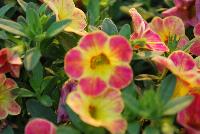 Chameleon® Calibrachoa Sunshine Berry -- New from Westflowers @ Floricultura, Spring Trials, 2016.  Breeding by Westhoff.  Great for quart, six-inch, gallon and hanging basket containers.