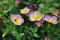 Chameleon® Calibrachoa Blueberry Scone -- New from Westflowers @ Floricultura, Spring Trials, 2016.  Breeding by Westhoff.  Great for quart, six-inch, gallon and hanging basket containers.