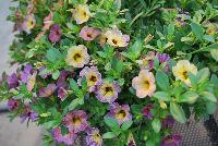 Chameleon® Calibrachoa Blueberry Scone -- New from Westflowers @ Floricultura, Spring Trials, 2016.  Breeding by Westhoff.  Great for quart, six-inch, gallon and hanging basket containers.