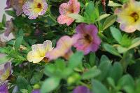 Chameleon® Calibrachoa Blueberry Scone -- New from Westflowers @ Floricultura, Spring Trials, 2016.  Breeding by Westhoff.  Great for quart, six-inch, gallon and hanging basket containers.