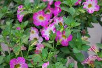 Chameleon® Calibrachoa Pink Sorbet -- New from Westflowers @ Floricultura, Spring Trials, 2016.  Breeding by Westhoff.  Great for quart, six-inch, gallon and hanging basket containers.