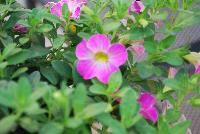 Chameleon® Calibrachoa Pink Sorbet -- New from Westflowers @ Floricultura, Spring Trials, 2016.  Breeding by Westhoff.  Great for quart, six-inch, gallon and hanging basket containers.