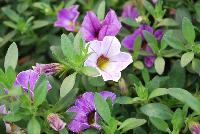 Chameleon® Calibrachoa Plum Cobbler -- New from Westflowers @ Floricultura, Spring Trials, 2016.  Breeding by Westhoff.  Great for quart, six-inch, gallon and hanging basket containers.