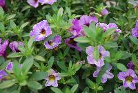 Chameleon® Calibrachoa Plum Cobbler -- New from Westflowers @ Floricultura, Spring Trials, 2016.  Breeding by Westhoff.  Great for quart, six-inch, gallon and hanging basket containers.